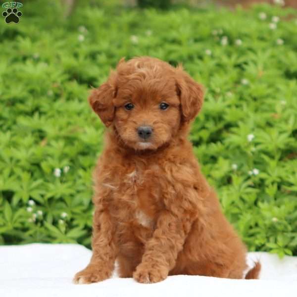 Copy of Skye, Mini Goldendoodle Puppy